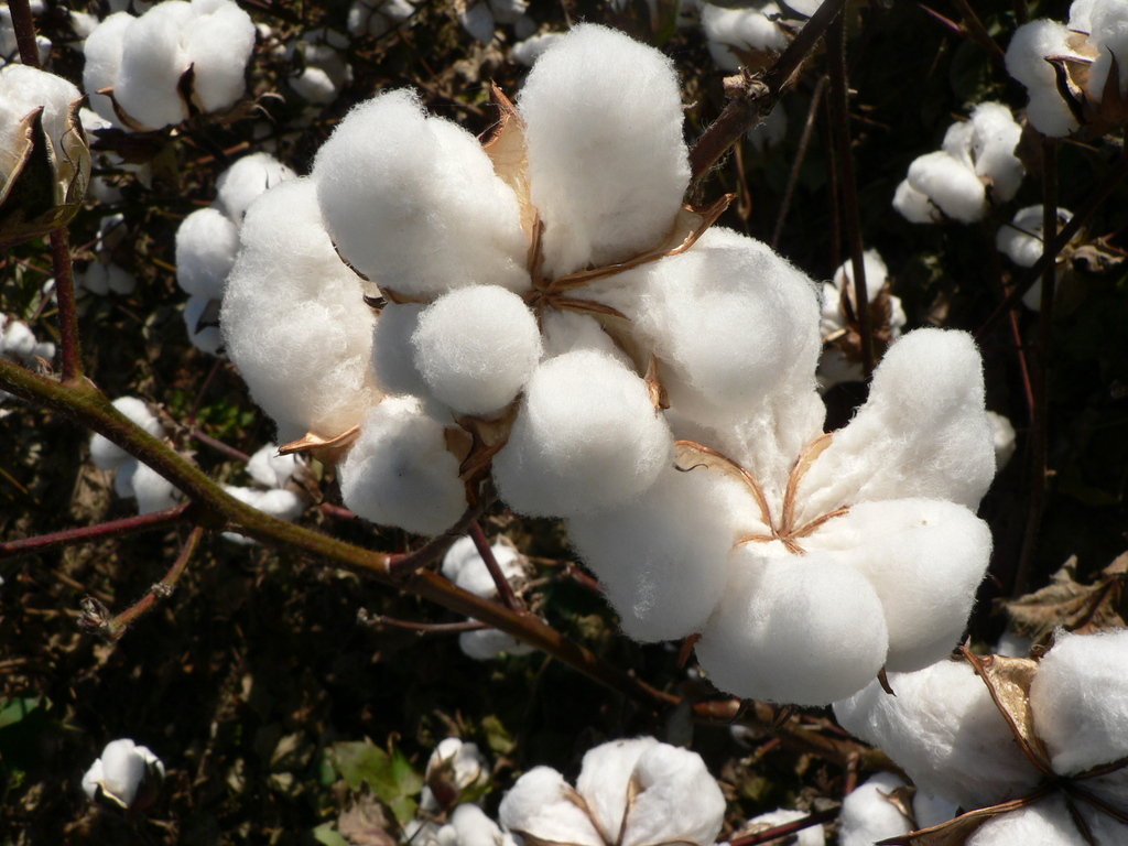cotton-plant - Mom it ForwardMom it Forward