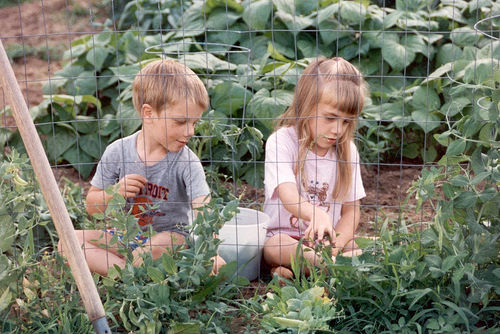 Picture of children picking vegetables in garden