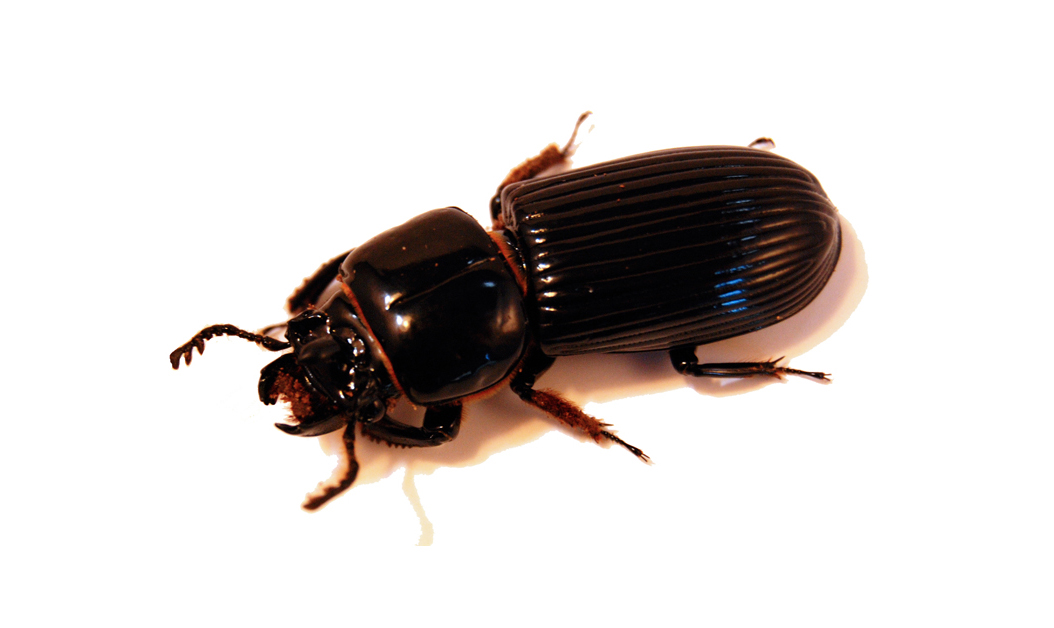 Look at the body of an insect to ask questions about what they eat