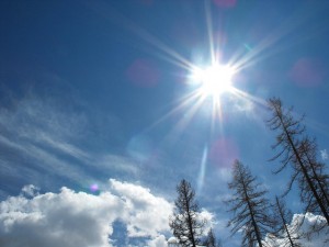 Bright sun in a blue sky with tall trees