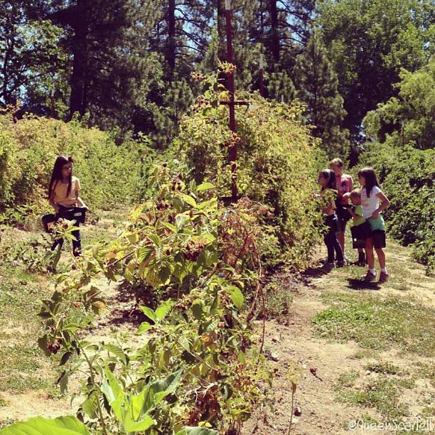 Berry Picking at American River Cherry Company