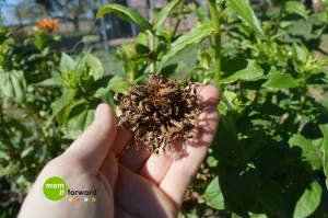 How to save zinnia seeds - step 1