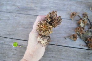 How to save zinnia seeds - step 2