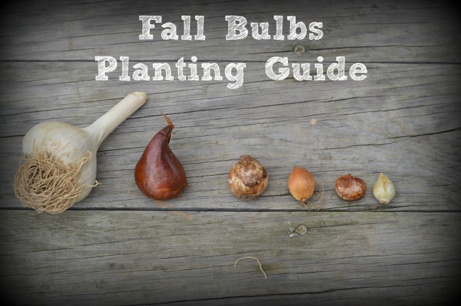 Fall Bulbs Planting Guide - Mom it ForwardMom it Forward