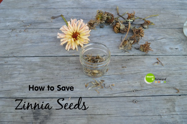 how-to-save-zinnia-seeds-mom-it-forwardmom-it-forward